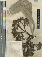 Type of Hortia regia Sandwith [family RUTACEAE]