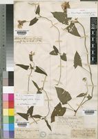 Isotype of Thunbergia manganjensis Lindau [family ACANTHACEAE]