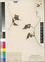 Type of Thunbergia alata Bojer ex Sims var. reticulata (Hochst. ex Nees) Burkill [family ACANTHACEAE]