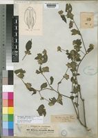 Phaulopsis imbricata (Forssk.) Sweet subsp. imbricata [family ACANTHACEAE]