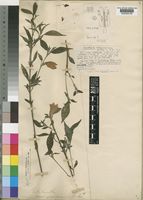 Acanthopale pubescens in Global Plants on JSTOR