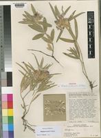 Holotype of Blepharis torrei Vollesen [family ACANTHACEAE]