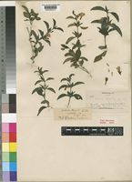 Type of Barleria lugardii C.B.Clarke [family ACANTHACEAE]