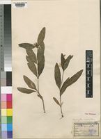 Type of Lepidagathis nemorosa S.Moore [family ACANTHACEAE]