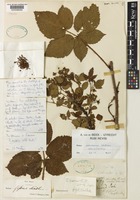 Holotype of Rubus scissus W.C.R.Watson [family ROSACEAE]