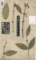 Type of Lonicera standishii Jacques [family CAPRIFOLIACEAE]