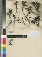 Pseudomelasma pedicularioides (Baker) Eb.Fisch. [family SCROPHULARIACEAE]