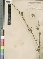 Type of Seddera suffruticosa (Schinz) Hallier f. [family CONVOLVULACEAE]
