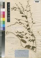 Seddera suffruticosa (Schinz) Hallier f. var. suffruticosa [family CONVOLVULACEAE]