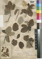 Type of Androstachys johnsonii Prain [family EUPHORBIACEAE]