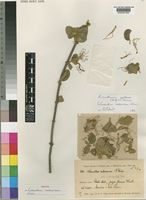 Isotype of Loranthus subsericeus Weim. [family LORANTHACEAE]