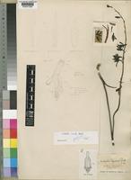 Eulophia bletilloides Schltr. [family ORCHIDACEAE]