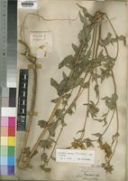 Guizotia scabra (Vis.) Chiov. [family COMPOSITAE]