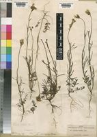 Linaria elegans Hort. ex Vilm. [family SCROPHULARIACEAE]