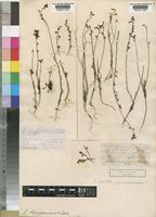 Linaria bipartita (Vent.) Willd. [family SCROPHULARIACEAE]