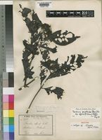 Isotype of Chomelia affinis K.Schum. [family RUBIACEAE]