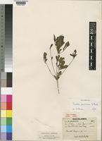 Type of Pavetta buzica S.Moore [family RUBIACEAE]