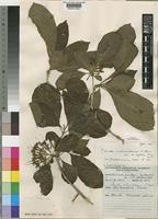 Type of Pavetta cataractarum S.Moore var. hirtiflora Bremek. [family RUBIACEAE]