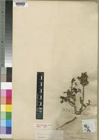 Type of Pavetta gracilifolia Bremek. var. glabra Bremek. [family RUBIACEAE]