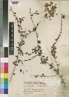 Isotype of Tinnea pearsonii Robyns & Lebrun [family LABIATAE]