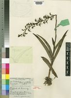 Holotype of Habenaria myodes Summerh. [family ORCHIDACEAE]