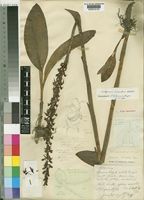 Satyrium anomalum Schltr. [family ORCHIDACEAE]