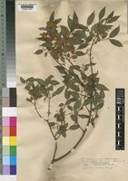 Type of Microsteira curtisii Baker [family MALPIGHIACEAE]