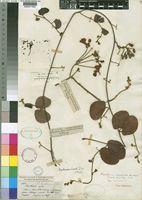 Type of Bauhinia esculenta Burch. [family LEGUMINOSAE-CAESALPINIOIDEAE]