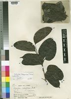 Type of Guibourtia pellegriniana J.Léonard [family LEGUMINOSAE-CAESALPINIOIDEAE]