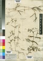 Vicia conspicua Lowe [family LEGUMINOSAE-PAPILIONOIDEAE]