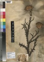 Syntype of Onopordum macracanthum unrecorded var. viride (Ball) Rong [family COMPOSITAE]