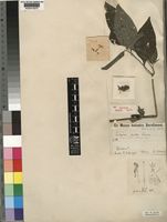 Isosyntype of Justicia fallax Lindau [family ACANTHACEAE]