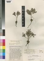 Holotype of Eriosema pumilum Verdc. [family LEGUMINOSAE-PAPILIONOIDEAE]