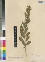Clutia abyssinica Jaub. & Spach var. abyssinica [family EUPHORBIACEAE]