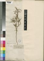 Spermacoce radiata (DC.) Hiern [family RUBIACEAE]