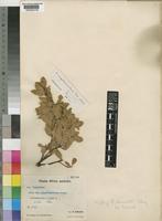 Isotype of Rhus oblanceolata Schinz [family ANACARDIACEAE]