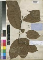 Holotype of Trichoscypha mannii Hook.f. [family ANACARDIACEAE]