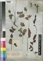 Sclerocarya birrea Hochst. [family ANACARDIACEAE]