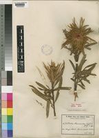 Type of Protea haemantha Engl. & Gilg [family PROTEACEAE]