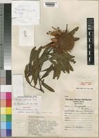 Holotype of Protea wentzeliana Engl. var. prostrata Beard [family PROTEACEAE]