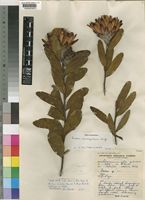 Type of Protea crinita Beard [family PROTEACEAE]