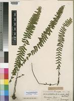 Asplenium erectum Bory ex Willd. [family ASPLENIACEAE]