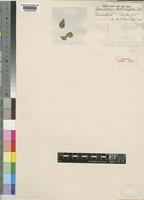 Holotype of Commiphora berberidifolia Engl. [family BURSERACEAE]