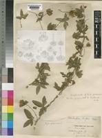 Type of Dalechampia kirkii Prain [family EUPHORBIACEAE]