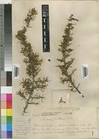 Lycium schizocalyx C.H.Wright [family SOLANACEAE]