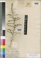 Type of Lycium cinereum Thunb. [family SOLANACEAE]