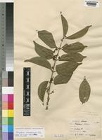 Isotype of Strychnos cooperi Hutch. & M.B.Moss [family LOGANIACEAE]