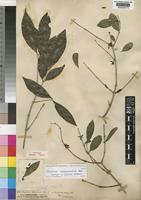 Paratype of Strychnos gerrardii N.E.Br. [family LOGANIACEAE]