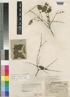 Isotype of Strychnos micans S.Moore [family LOGANIACEAE]