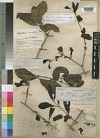 Lectotype of Strychnos burtonii Baker [family LOGANIACEAE]